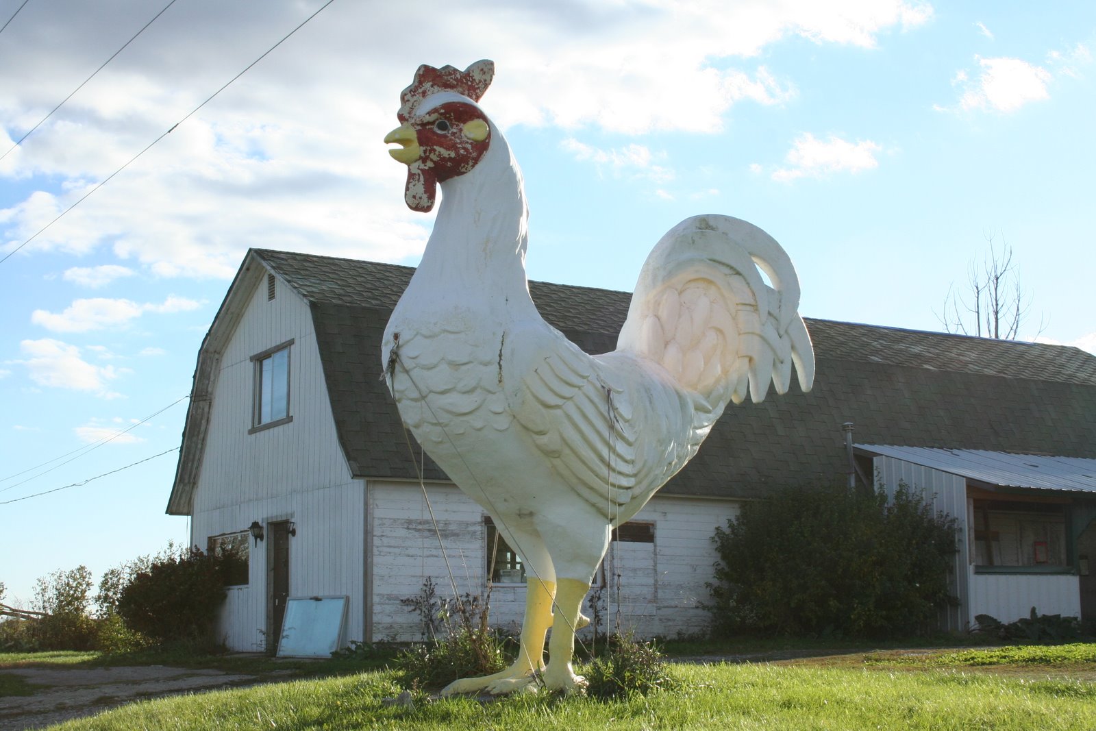 Giant Chicken